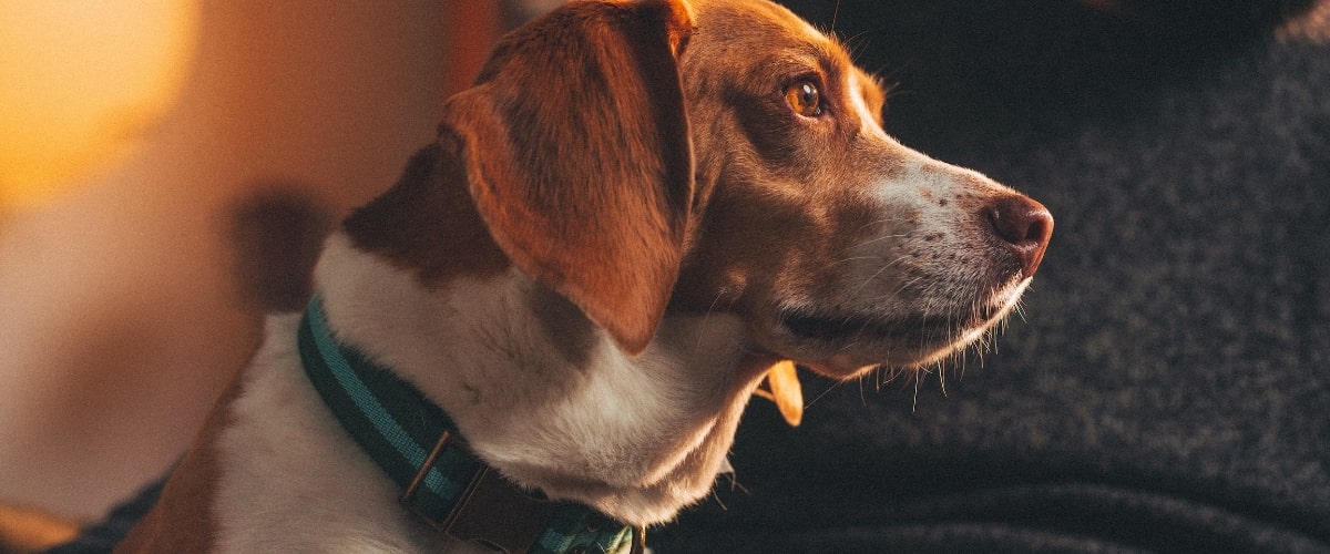 wat kost een hond