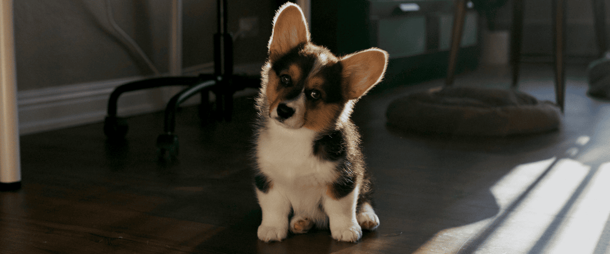 welke pup kiezen uit het nest