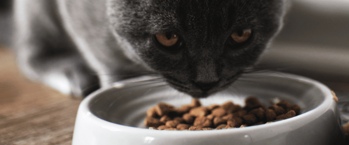 zelf kattenvoer maken