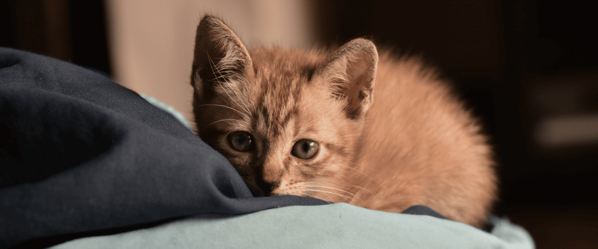 welke kleur zullen de kittens krijgen