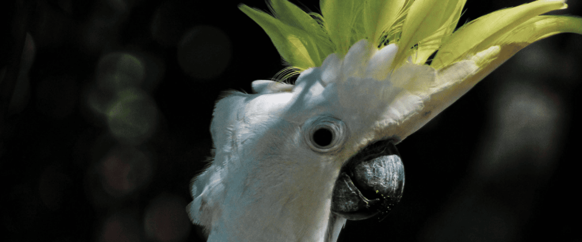 uv lamp voor vogels