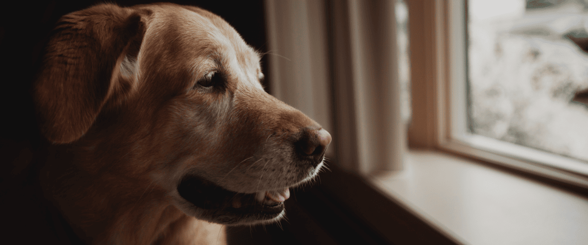 hond trilt