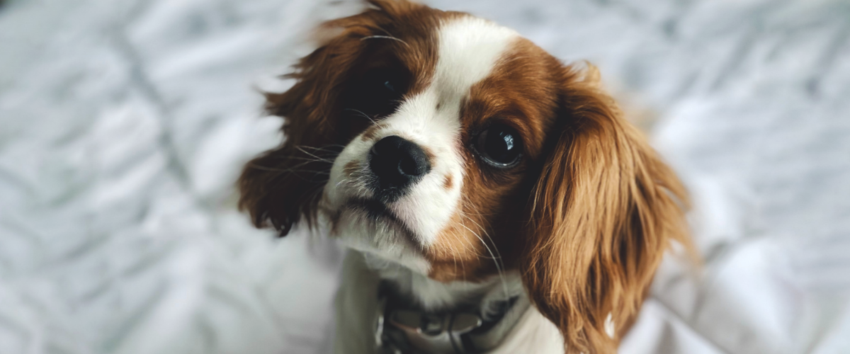 fysiotherapie hond