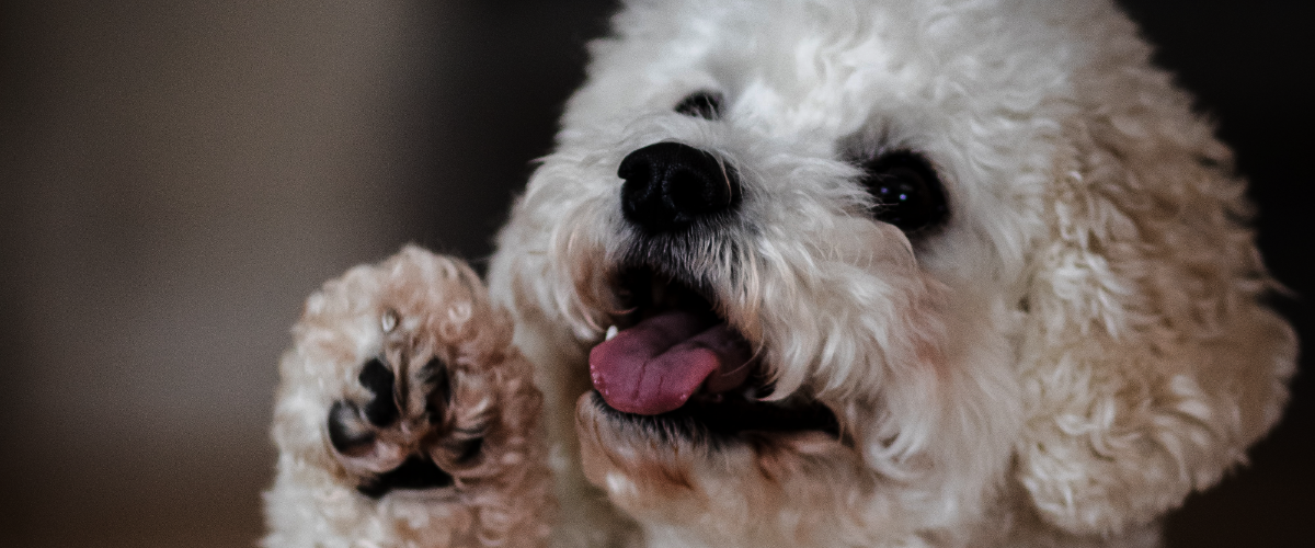 gescheurde nagel hond