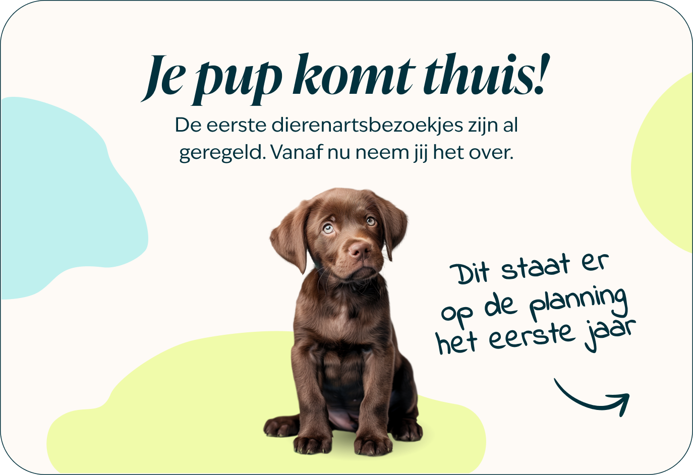 Desktop - Puppy page - Inforgrafic puppy - Frame 1