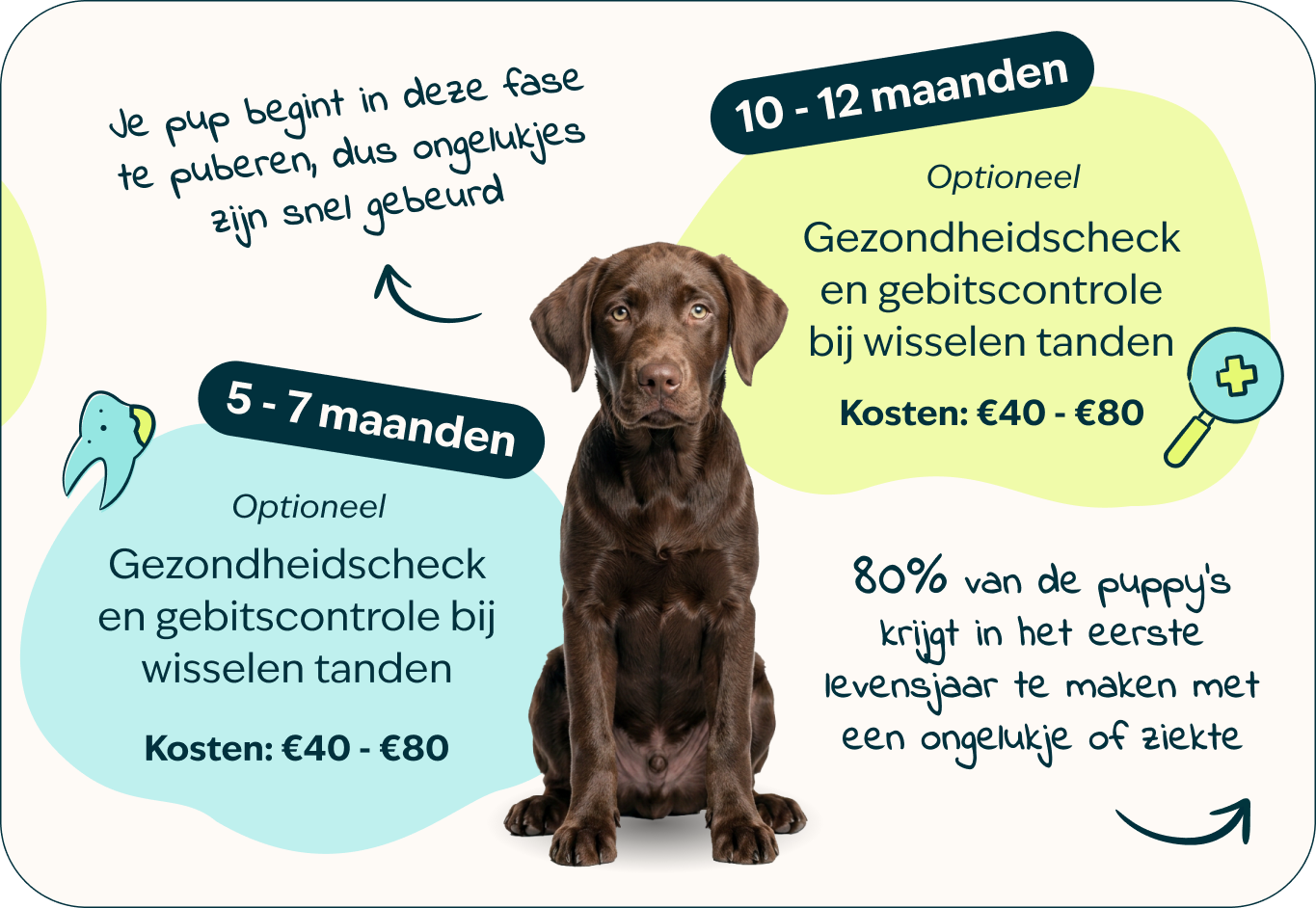 Desktop - Puppy page - Inforgrafic puppy - Frame 3