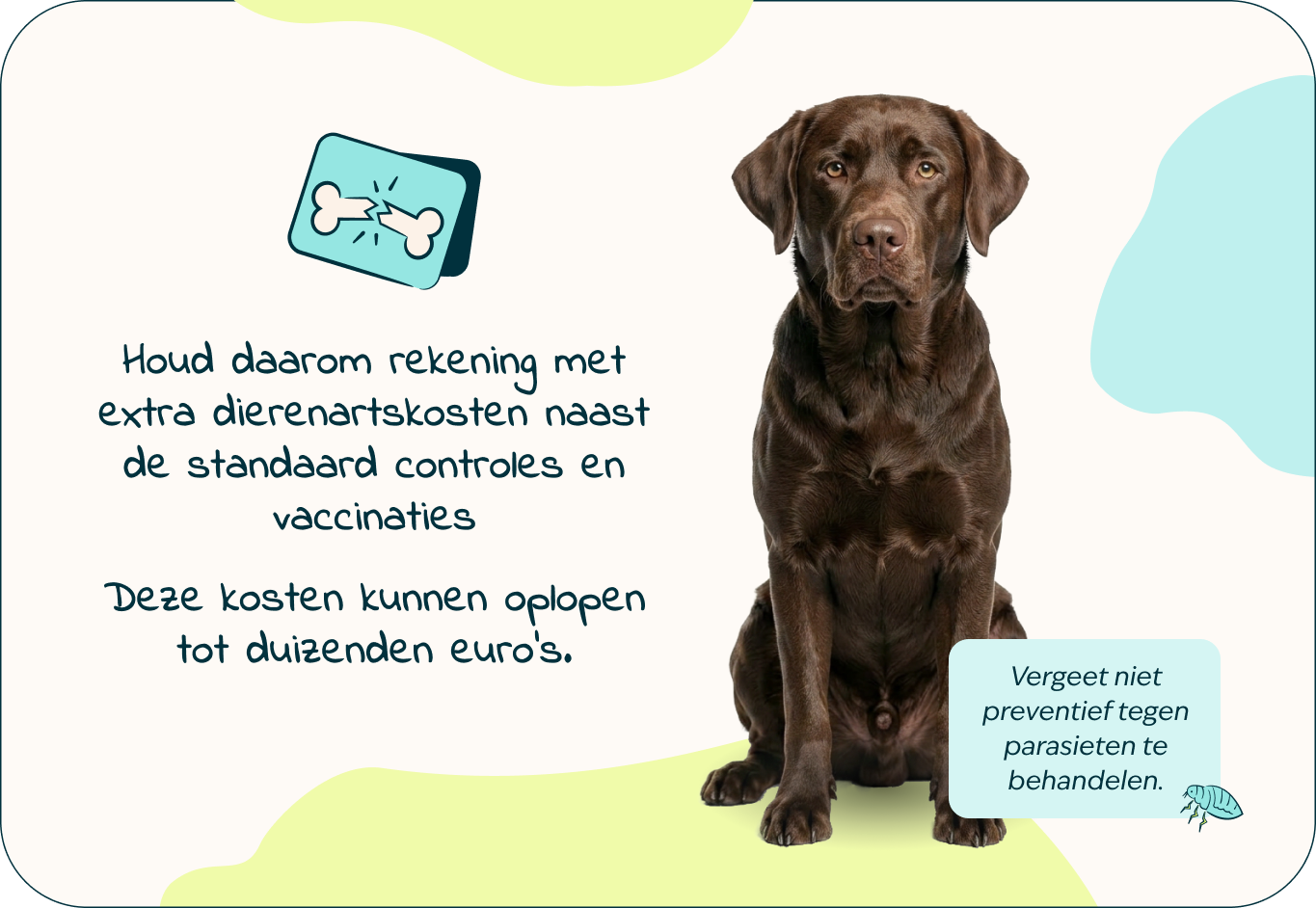 Desktop - Puppy page - Inforgrafic puppy - Frame 4