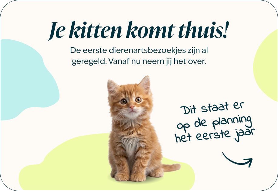 Desktop - kitten page - Inforgrafic kitten - Frame 1