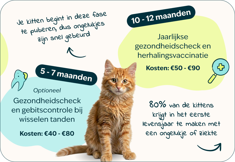 Desktop - kitten page - Inforgrafic kitten - Frame 3