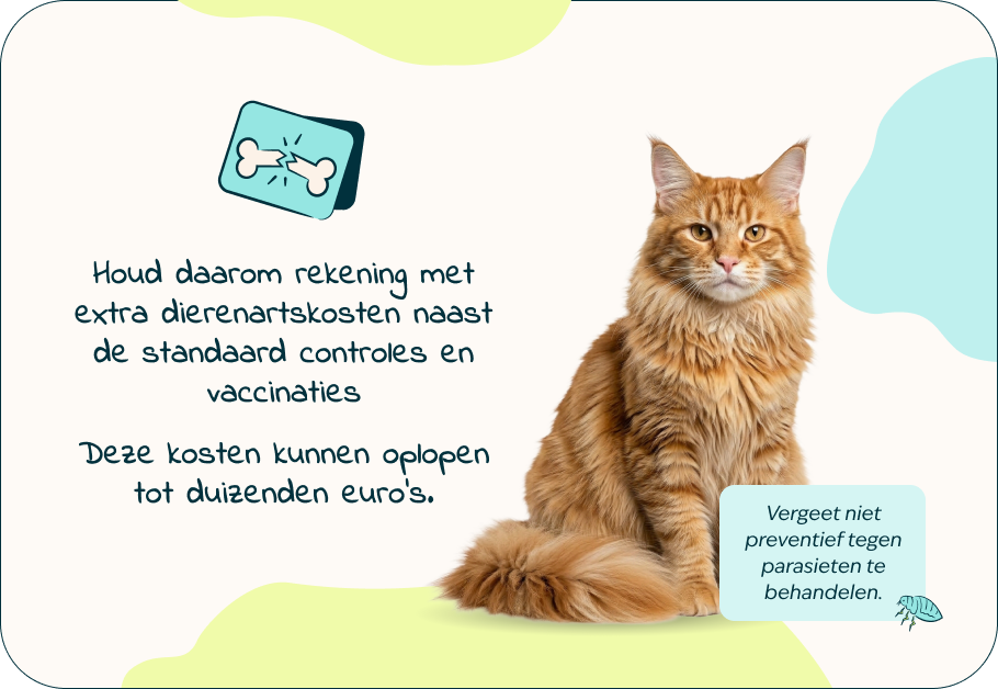 Desktop - kitten page - Inforgrafic kitten - Frame 4