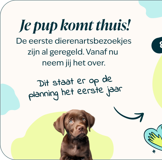 Mobile - Puppy page - Inforgrafic puppy - Frame 1 (1)