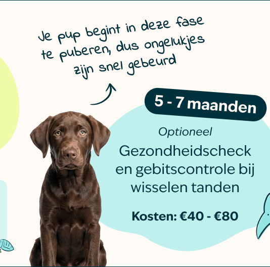 Mobile - Puppy page - Inforgrafic puppy - Frame 4