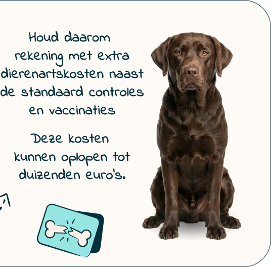 Mobile - Puppy page - Inforgrafic puppy - Frame 6