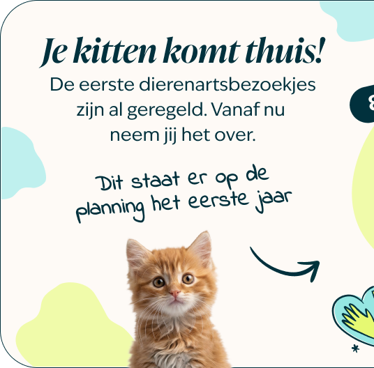 Mobile - kitten page - Inforgrafic kitten - Frame 1