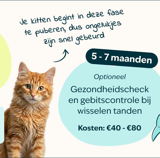 Mobile - kitten page - Inforgrafic kitten - Frame 4