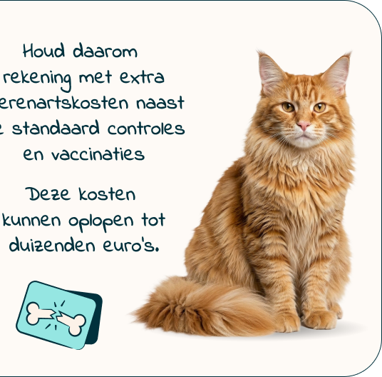 Mobile - kitten page - Inforgrafic kitten - Frame 6